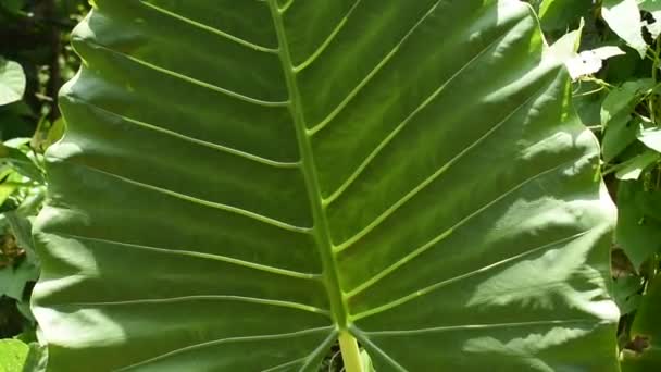 Taro Planta Verde Lasa Stralucitoare Lumina Soarelui — Videoclip de stoc