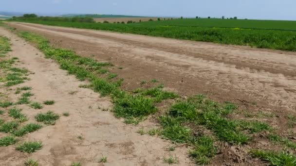 Campos Con Floreciente Violación Hermoso Paisaje Primavera Movimiento Cámara Primer — Vídeo de stock