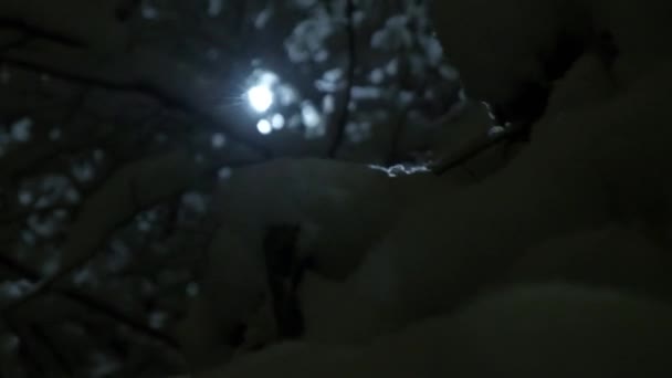 Δέντρα Χιόνι Αργή Κίνηση — Αρχείο Βίντεο