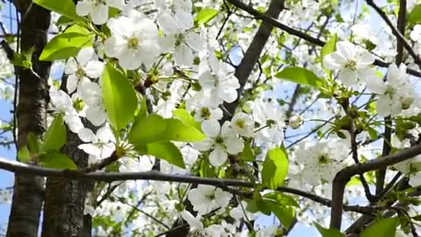 Blooming Cherry Trees Background Sky Sun Passes Branches Spring Mood — стоковое видео