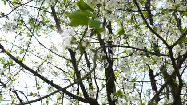 Blooming Cherry Trees Background Sky Sun Passes Branches Spring Mood — Vídeo de Stock