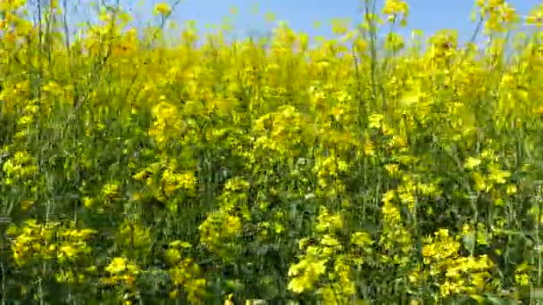 Felder Mit Blühendem Raps Eine Wunderschöne Frühlingslandschaft Bewegung Der Kamera — Stockvideo