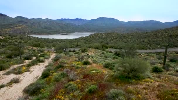 Aerial Drop Desert Wildflowers Bartlett Lake Tonto National Forest Scottsdale — Vídeos de Stock