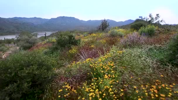 Flyg Låg Passera Över Öknen Blommor Barlett Lake Tonto National — Stockvideo