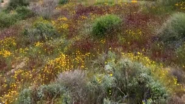 Aerial Pass Field Wildflowers Tonto National Forest Sonoran Desert Bartlett — Stockvideo