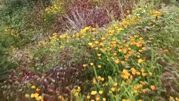 Flyg Låg Passerar Över Öken Vildblommor Tonto National Forest Sonoran — Stockvideo