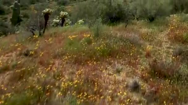 从空中俯瞰的野花落在山上 落在亚利桑那州巴特利湖Tonto国家森林Sonoran沙漠地面上的盛开的群花之上 亚利桑那州 超级花朵 — 图库视频影像