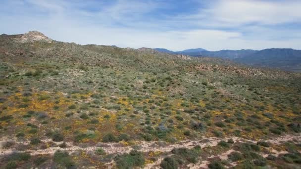 Aerial Pull Back Reveal Poppies Lupine Other Wildflowers Covering Desert — Stock Video