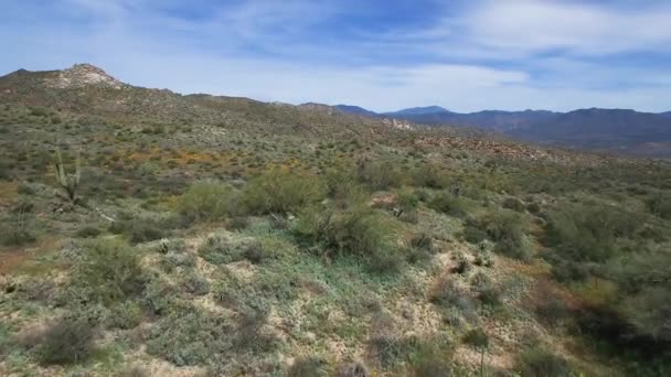 Abordagem Aérea Terreno Deserto Acidentado Coberto Com Flores Silvestres 2019 — Vídeo de Stock