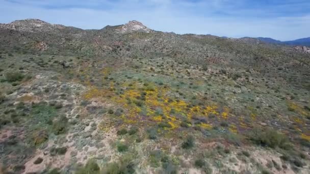 Aerial Push Hover Desert Wildflowers Bartlett Lake Tonto National Forest — Vídeos de Stock