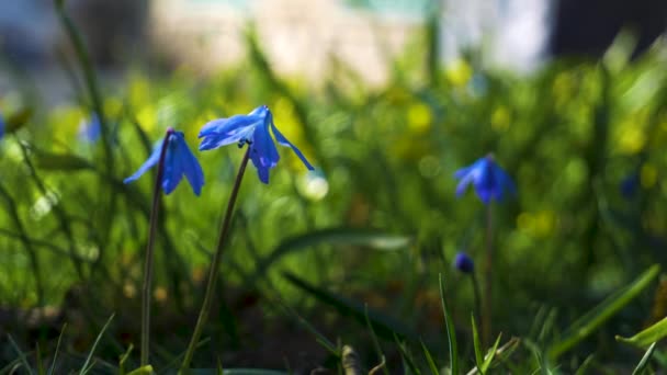 4月の晴れた春の日に風に揺れる青いシラの花スウェーデンのボールの緑の草の牧草地の中で — ストック動画