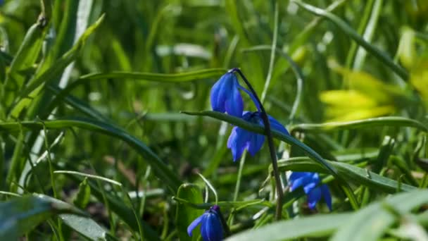 Blue Scilla Flower Light Wind Green Grass Meadow Springtime Απρίλιος — Αρχείο Βίντεο