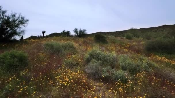 Aerial Flyover Öken Blommor Blom Barlett Lake Tonto National Forest — Stockvideo