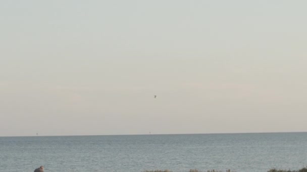 Seagul Gün Batımında Deniz Kenarında Arkasında Adalar Var — Stok video