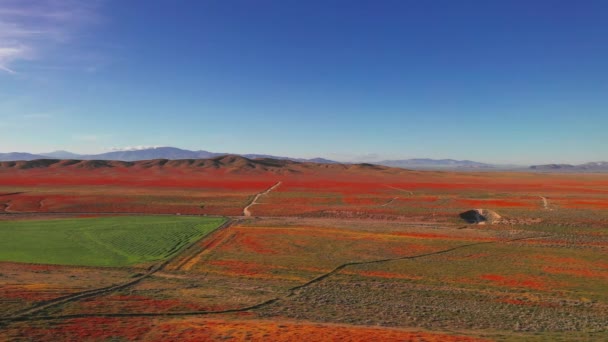 Field Poppies Lancaster Which Part California Super Bloom Aerial Drone — Stock Video