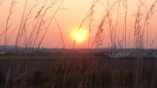 Vysoké Sklo Fouká Větru Zatímco Zapadá Slunce — Stock video