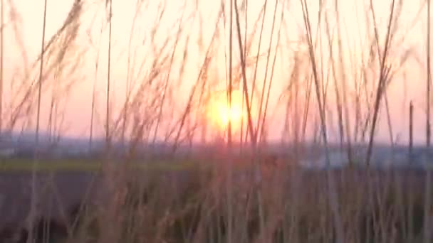 太陽が沈む間に背の高いガラスは風に吹かれる — ストック動画