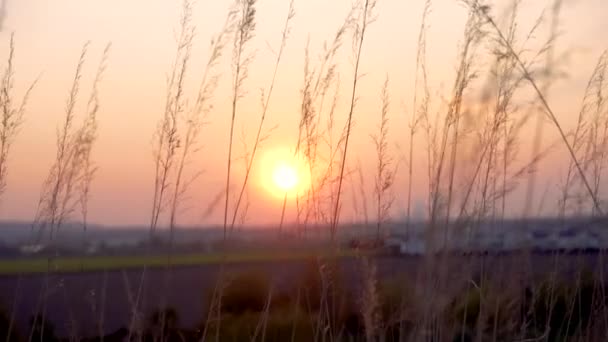 太陽が沈む間に背の高いガラスは風に吹かれる — ストック動画