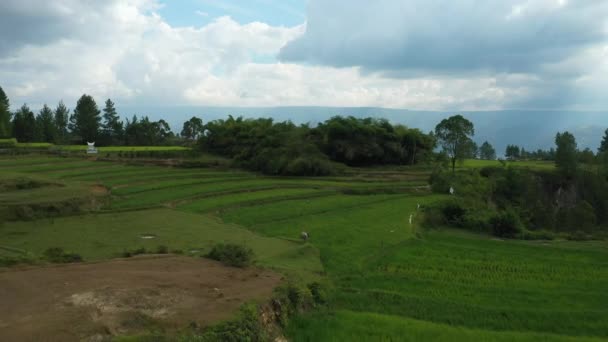 Pesawat Drone Aerial Flyover Berupa Seekor Kerbau Yang Sedang Merumput — Stok Video