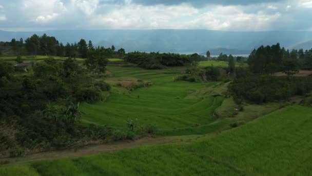 Lintas Udara Drone Kerbau Merumput Sawah Teras Atas Lembah Tebing — Stok Video