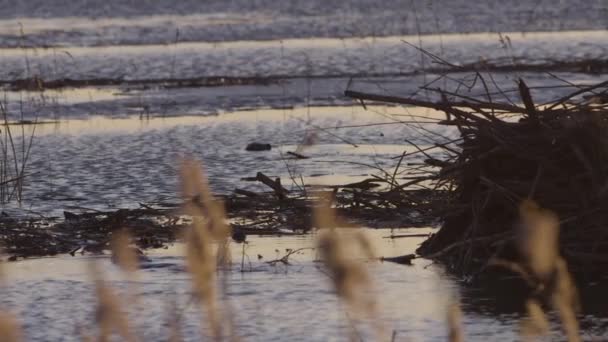 Бобер Плаває Спокійній Воді Озера Світанку Сутінках — стокове відео