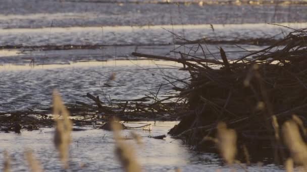 Biber Schwimmen Ruhigem Seewasser Der Morgendämmerung Und Dämmerung — Stockvideo