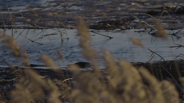 Castor Nageant Dans Eau Calme Lac Aube Crépuscule — Video