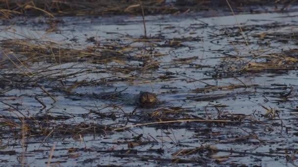 Beaver Nuotare Acque Calme Lago All Alba Tramonto — Video Stock