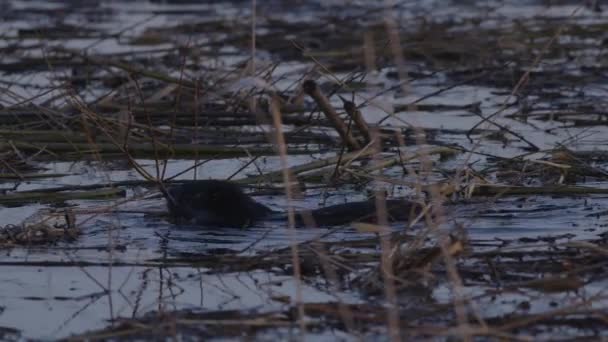 Бобер Плаває Спокійній Воді Озера Світанку Сутінках — стокове відео