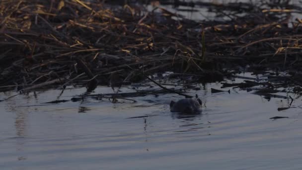 Castor Nageant Dans Eau Calme Lac Aube Crépuscule — Video