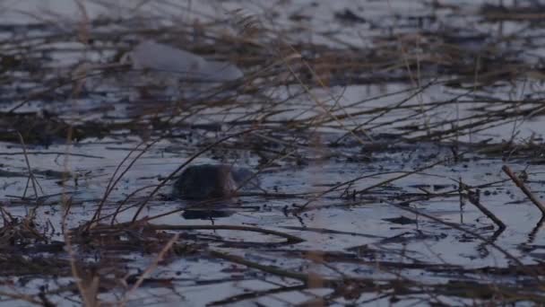 Castor Nageant Dans Eau Calme Lac Aube Crépuscule — Video