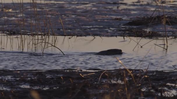 夜明けと夕暮れ時に穏やかな湖の水でビーバースイミング — ストック動画