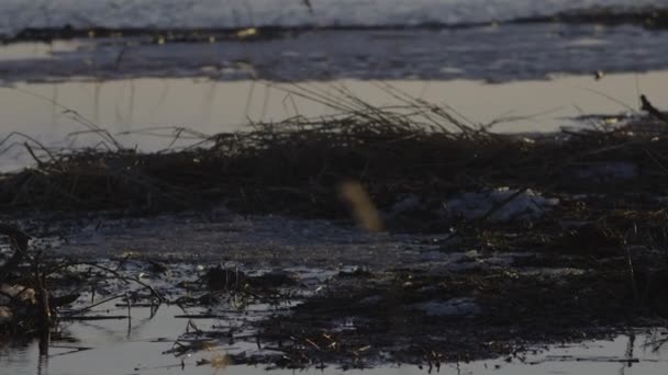 Castor Nageant Dans Eau Calme Lac Aube Crépuscule — Video