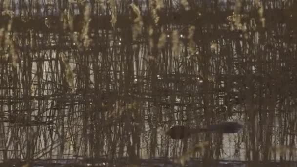 Castor Nageant Dans Eau Calme Lac Aube Crépuscule — Video