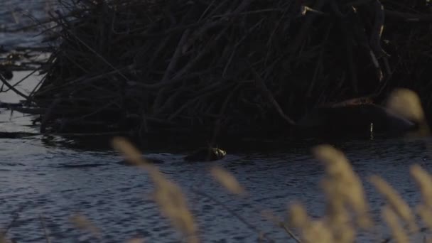 夜明けと夕暮れ時に穏やかな湖の水でビーバースイミング — ストック動画