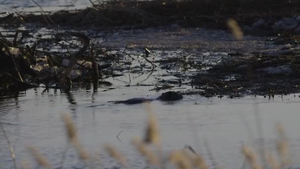 Bobr Plave Klidné Vodě Jezera Úsvitu Soumraku — Stock video