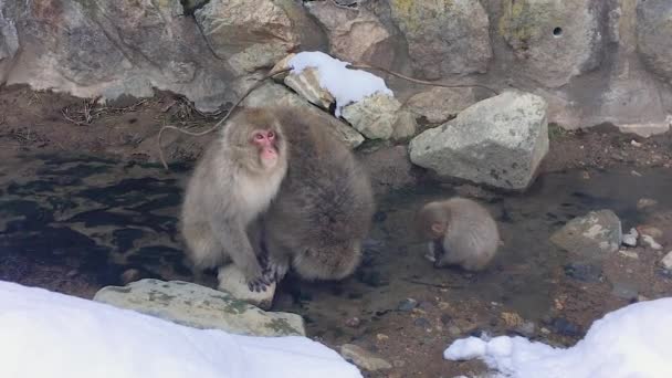 Zoomare Nella Scimmia Famiglia Mamma Guardando Intorno Papà Acqua Potabile — Video Stock