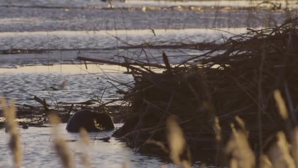 Бобер Плаває Спокійній Воді Озера Світанку Сутінках — стокове відео