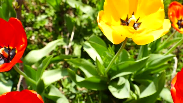 Tulipas Floridas Jardim Casa Flores Primavera Tiro Cima Fecha Porta — Vídeo de Stock