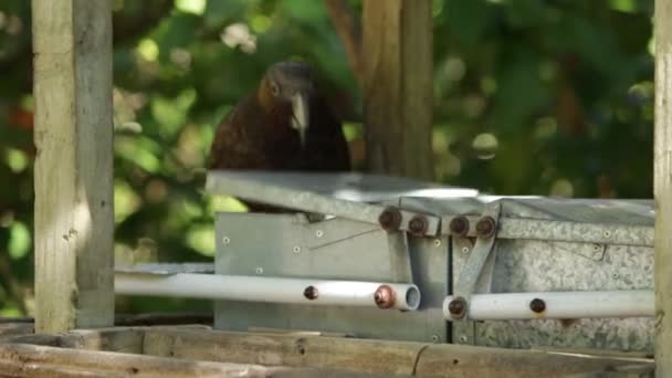 Papagaio Kaka Comendo Alimentador Zealandia Wellington — Vídeo de Stock