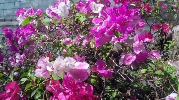 Cor Brilhante Flor Tropical Bougenville México Costa Rica Sudeste Ásia — Vídeo de Stock