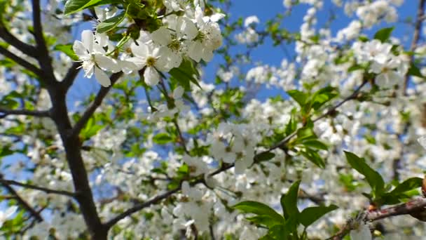 Blommande Körsbärsträd Bakgrundshimlen Solen Passerar Genom Grenarna Vårstämning Närbild Rörelse — Stockvideo