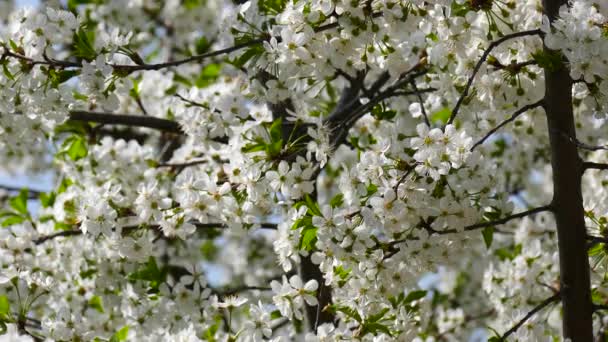 盛开的樱桃树背景天空 太阳穿过树枝 春天的心情穿上衣服活动中 — 图库视频影像
