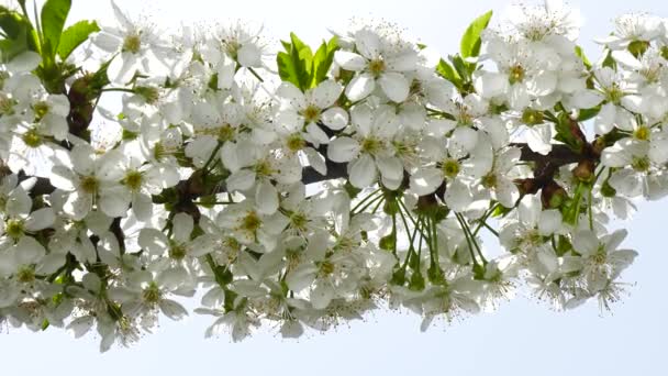 Blühende Kirschbäume Hintergrund Himmel Die Sonne Wandert Durch Die Zweige — Stockvideo
