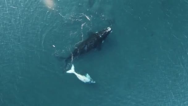 右側のクジラの白い子牛と大きな母親のドローンが — ストック動画