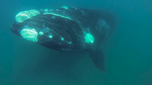 Baleias Francas Sul Grande Mãe Pequeno Bebê Aparece Sob Mãe — Vídeo de Stock