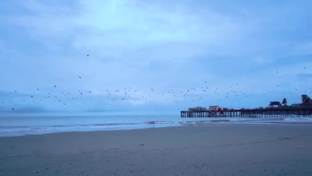 Oiseaux Volant Capitola Beach Pier Tôt Matin — Video