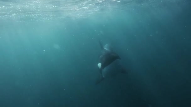 Orca Viene Directamente Cámara Muy Cerca Soplando Burbujas Bajo Agua — Vídeo de stock