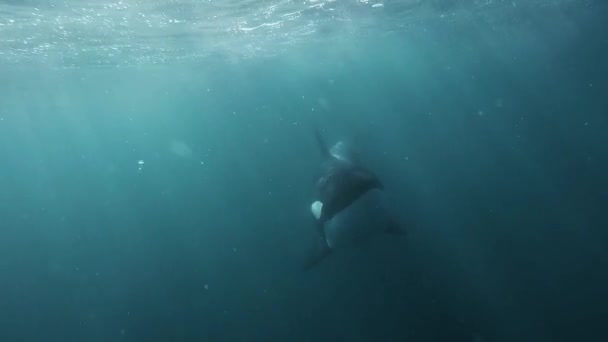 Orque Venant Droit Caméra Très Proche Bulles Soufflant Sous Eau — Video