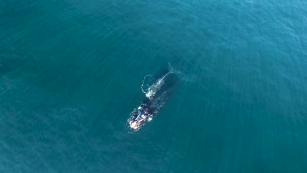 Moeder Kalf Van Zuidelijk Rechtse Walvissen Patagonië Van Een Drone — Stockvideo